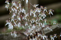 久しぶりに見たユキノシタ