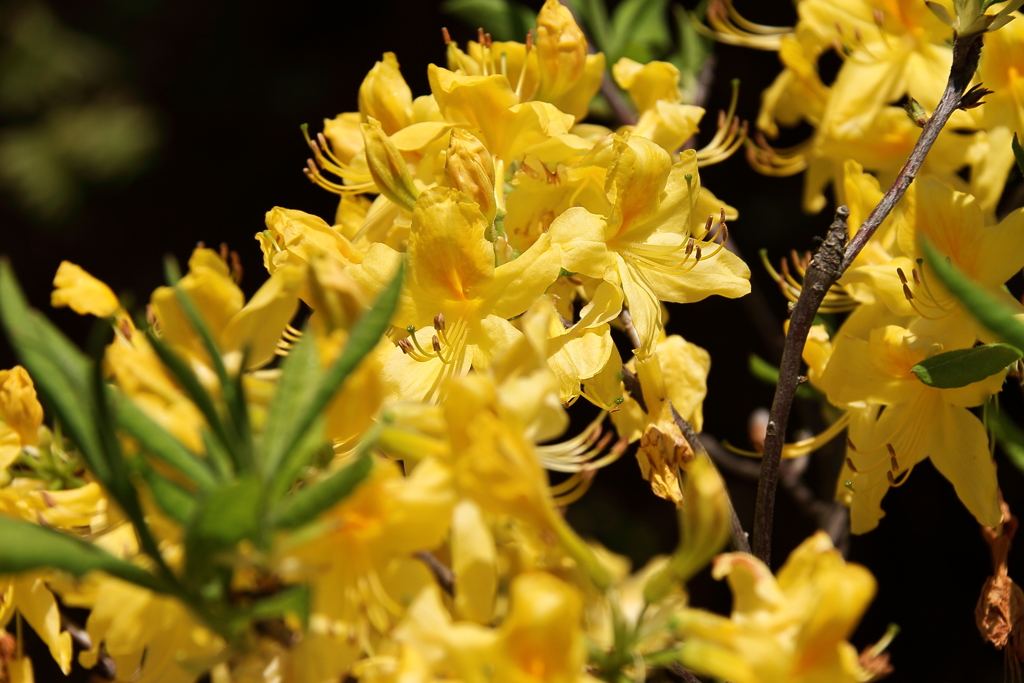 鎌倉花散歩１エクスバリー