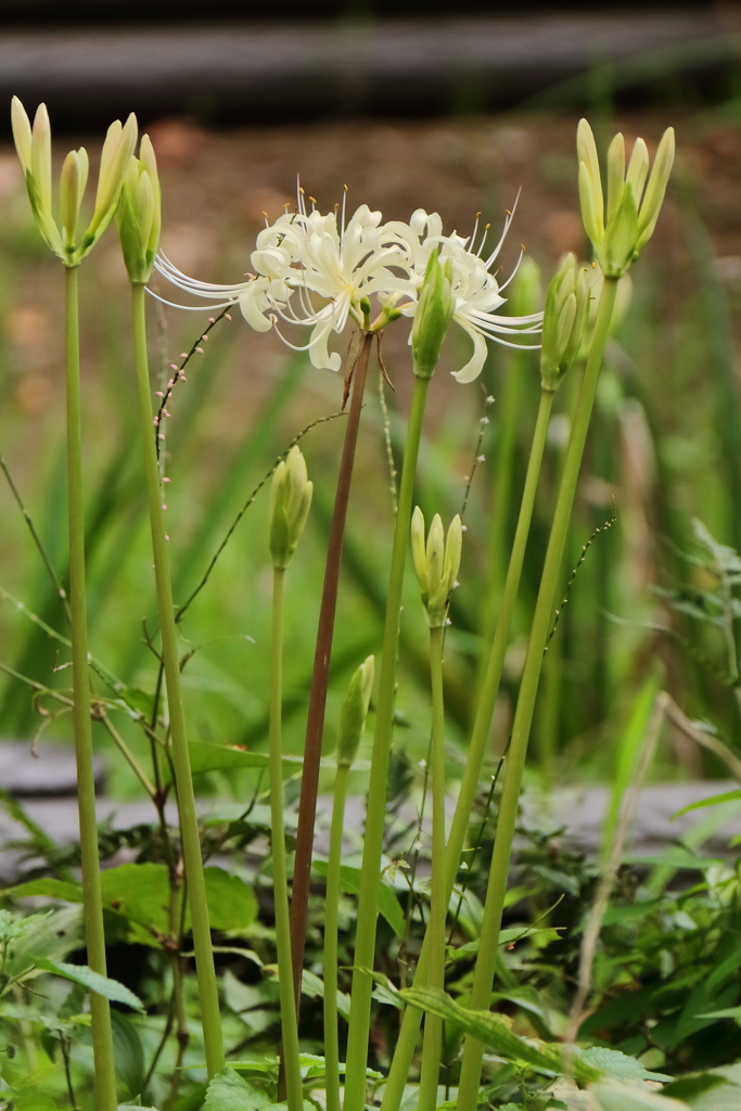 彼岸花咲く頃６