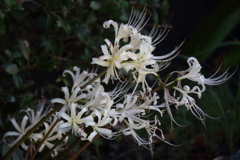花散歩彼岸花白５