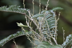 春までじっと待つ