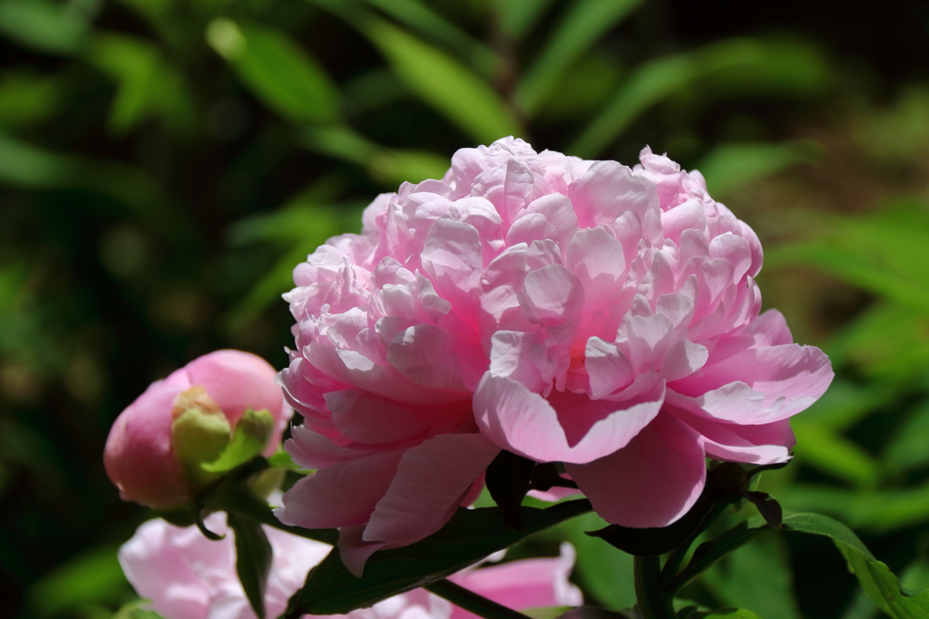 牡丹の次は芍薬５