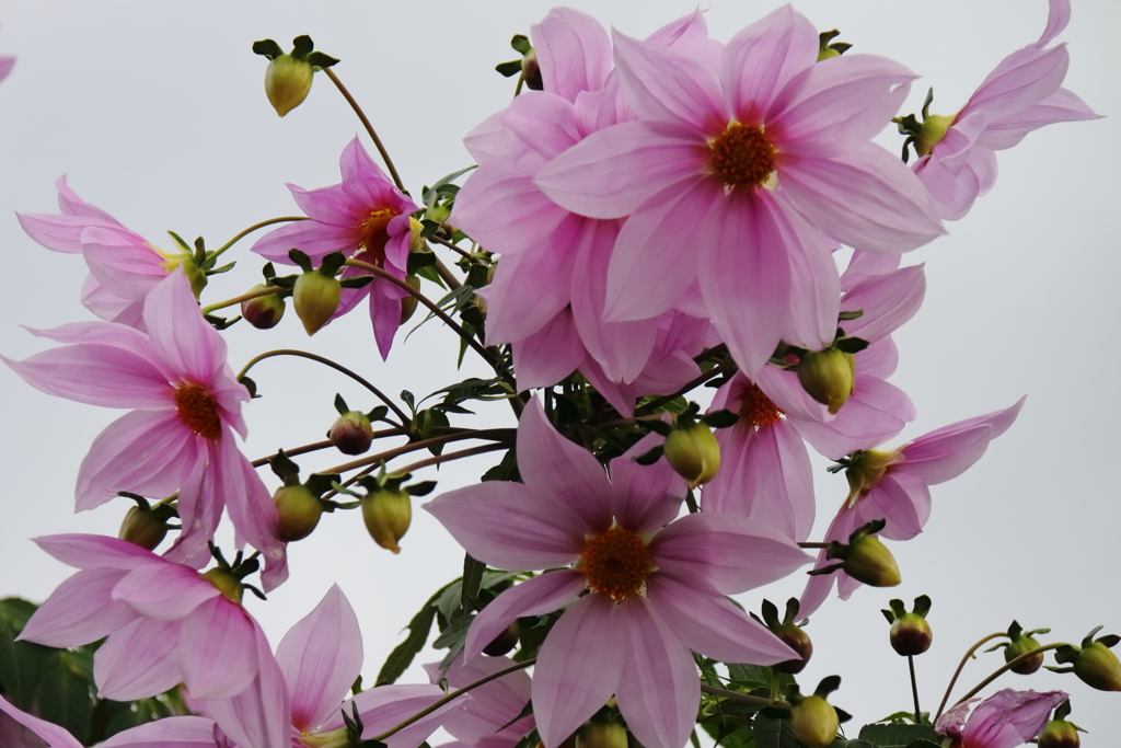 花散歩皇帝ダリヤ３