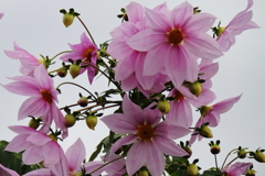 花散歩皇帝ダリヤ3