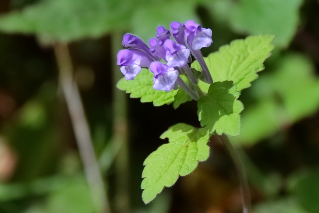 公園花壇タツナミソウ紫