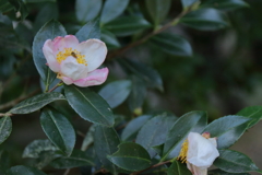 山茶花咲く頃１