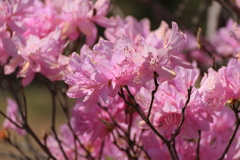 春、植物園４ハヤトミツバツツジ