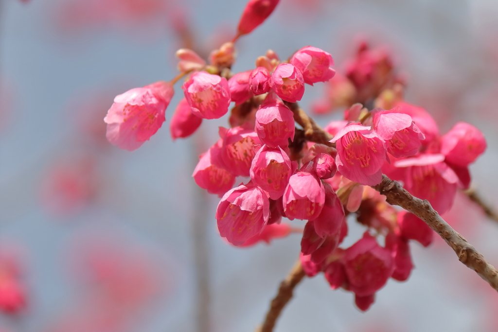 寒緋桜ほころぶ４