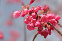 寒緋桜ほころぶ４