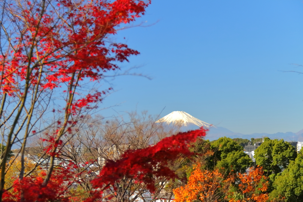 富士山秋景