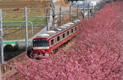 桜下を行く