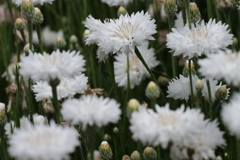 矢車草賑わって１