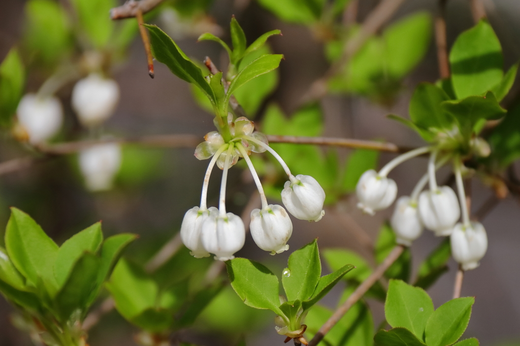 散歩道の花達ドウダンツツジ２