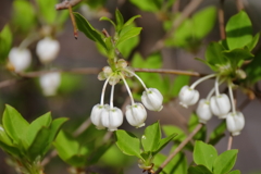 散歩道の花達ドウダンツツジ２