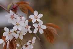 里山の桜３