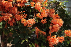 花散歩カエンカズラ