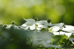 初夏の陽に輝く