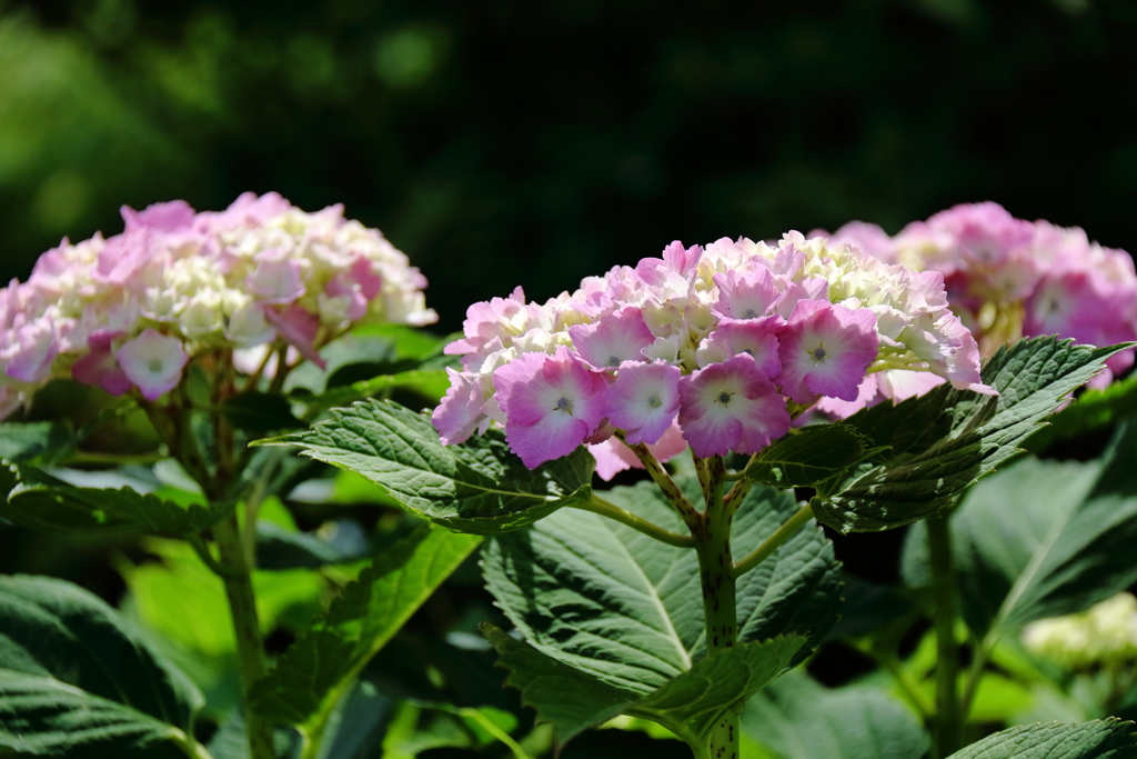 花散歩あじさいピンク１