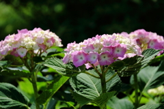 花散歩あじさいピンク１