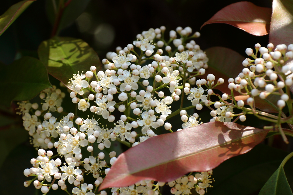 鎌倉花散歩２カナメモチ