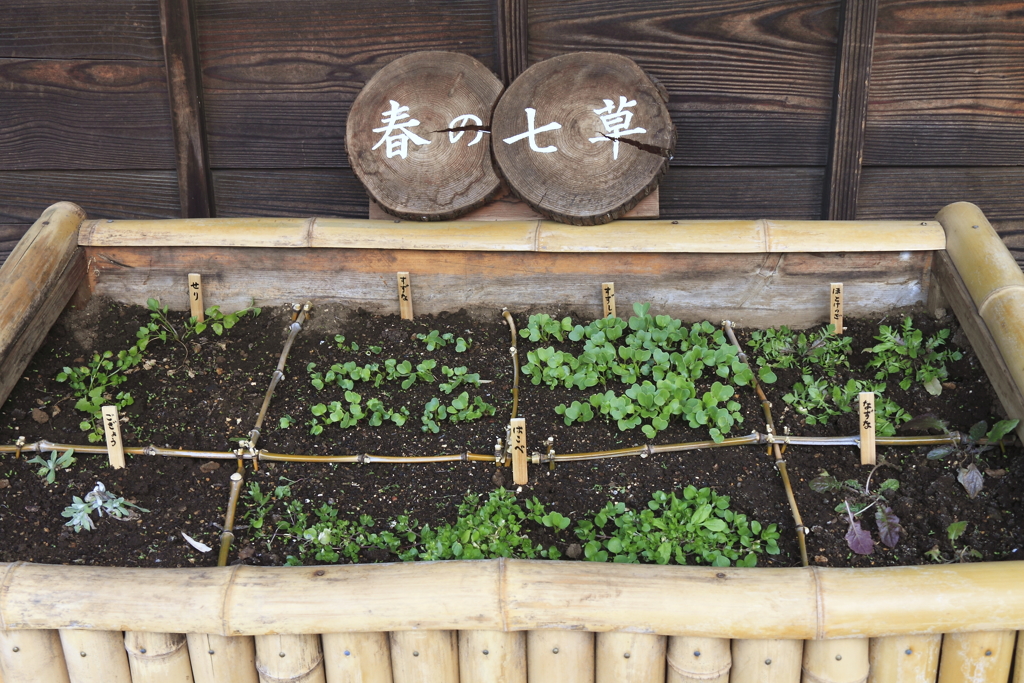 春の七草