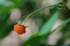 カジイチゴ色づく２