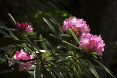 鎌倉花散歩　石楠花