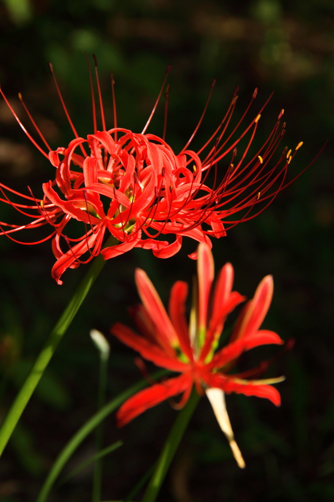 旬の花