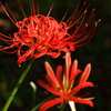 旬の花