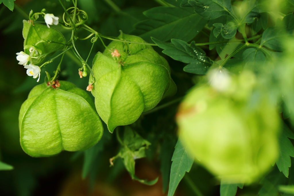 名残の風船カズラ
