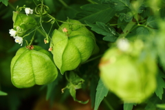 名残の風船カズラ