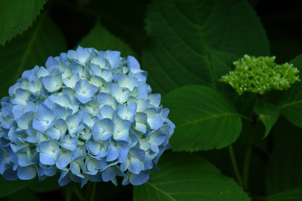 かたつむりが出てこない・・・