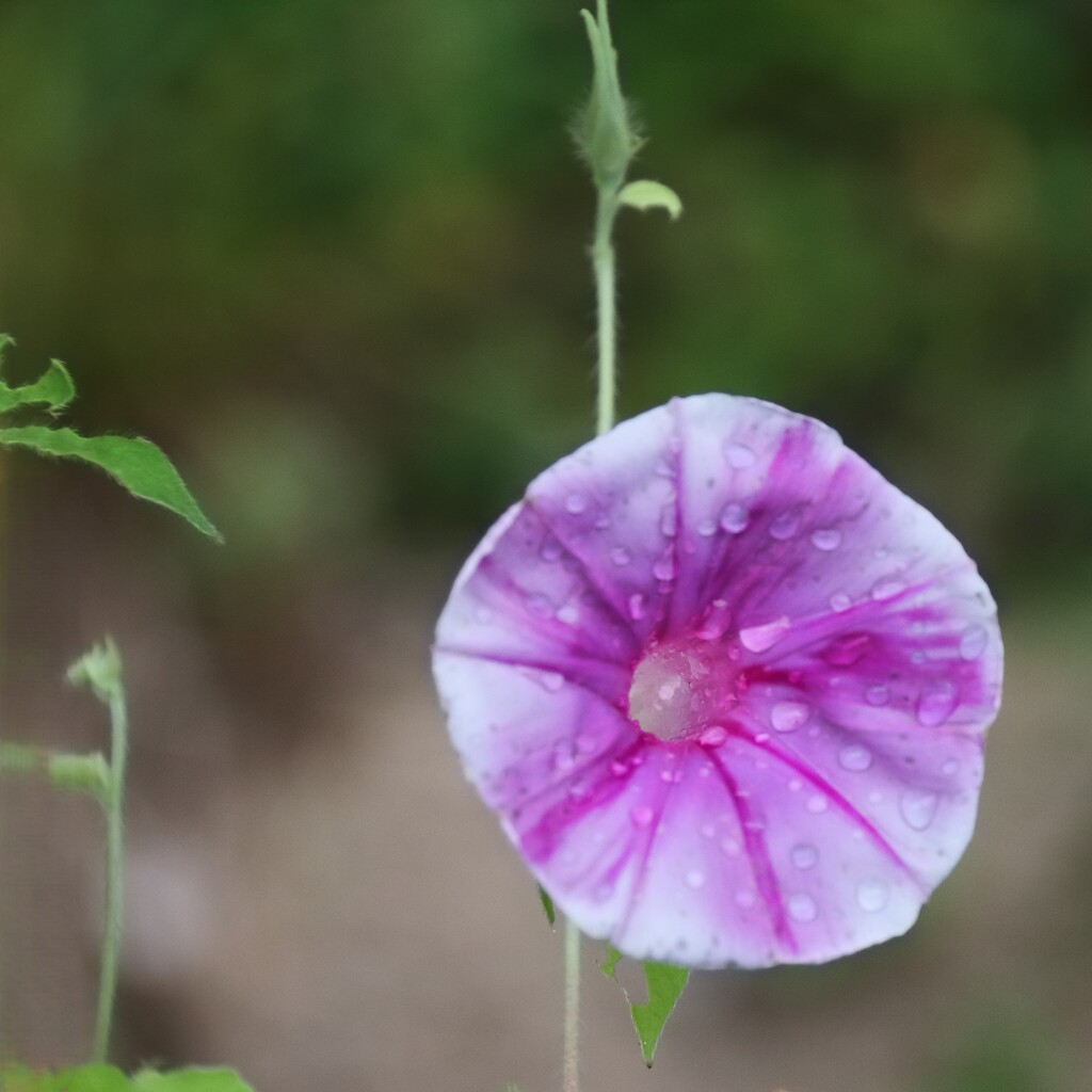 花散歩あさがお４
