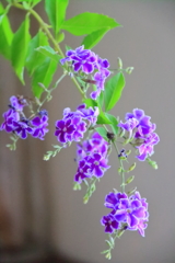 花散歩デュランタタカラヅカ