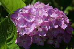 巾をきかせるピンク系１