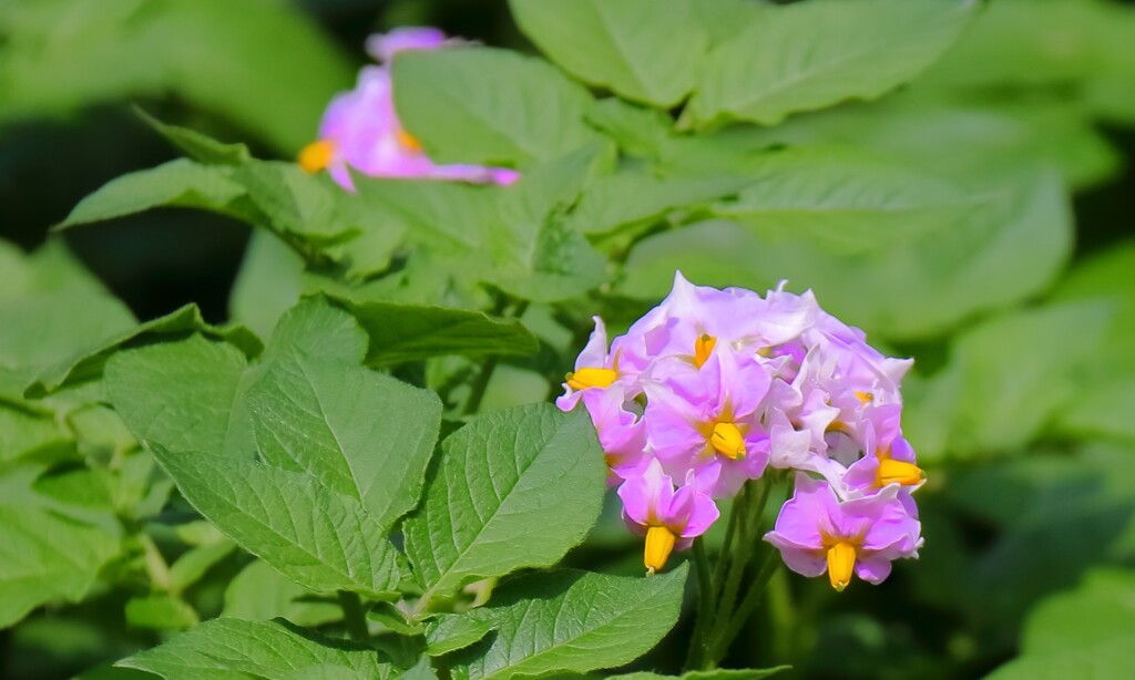 花散歩ジャガイモの花