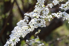 花散歩ユキヤナギ1