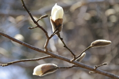 辛夷咲いて１