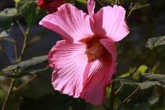 芙蓉昼下がり２