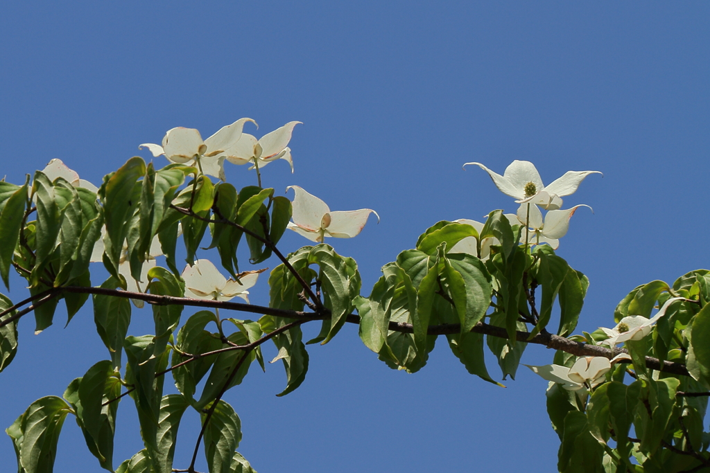 花散歩　山法師１