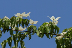 花散歩　山法師１