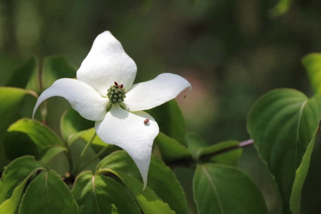 里山散歩山法師２