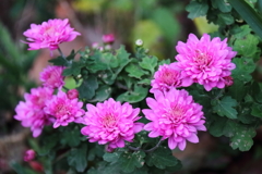 花散歩小菊２