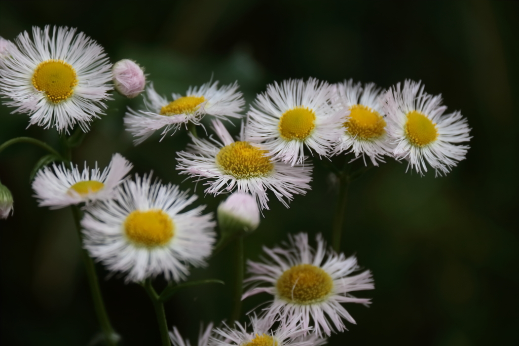 散歩道の花達ハルジオン２