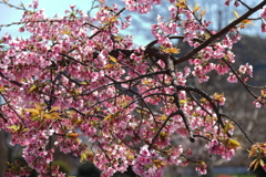 植物園から「おおかんざくら」４