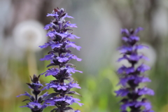 散歩道の花達21