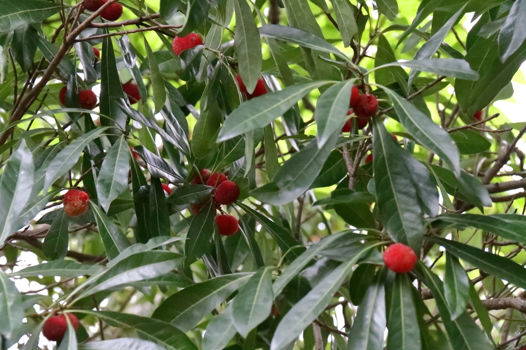 ヤマモモ実る１