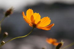 花散歩キバナコスモス２