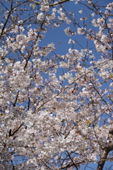花散歩サクラ2