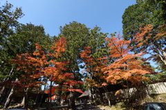 高野山　紅葉